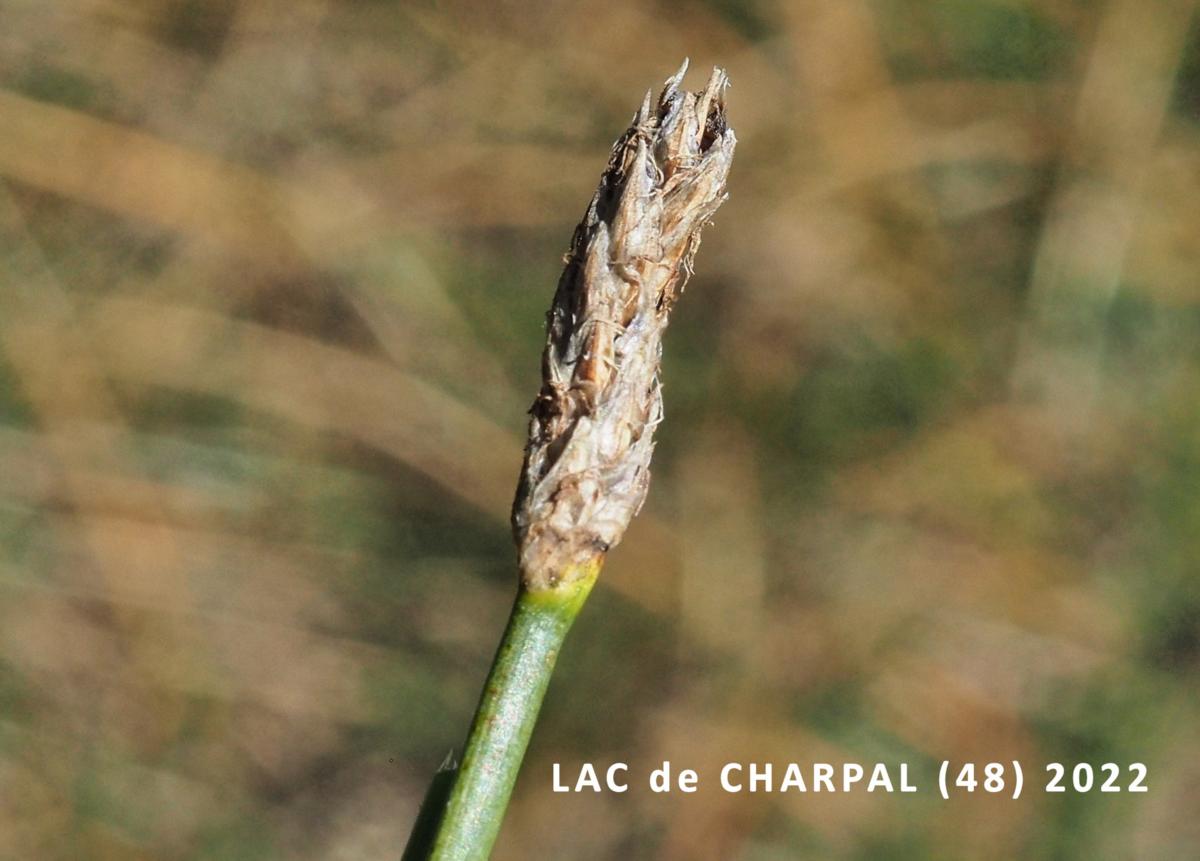 Spike-rush, Common fruit